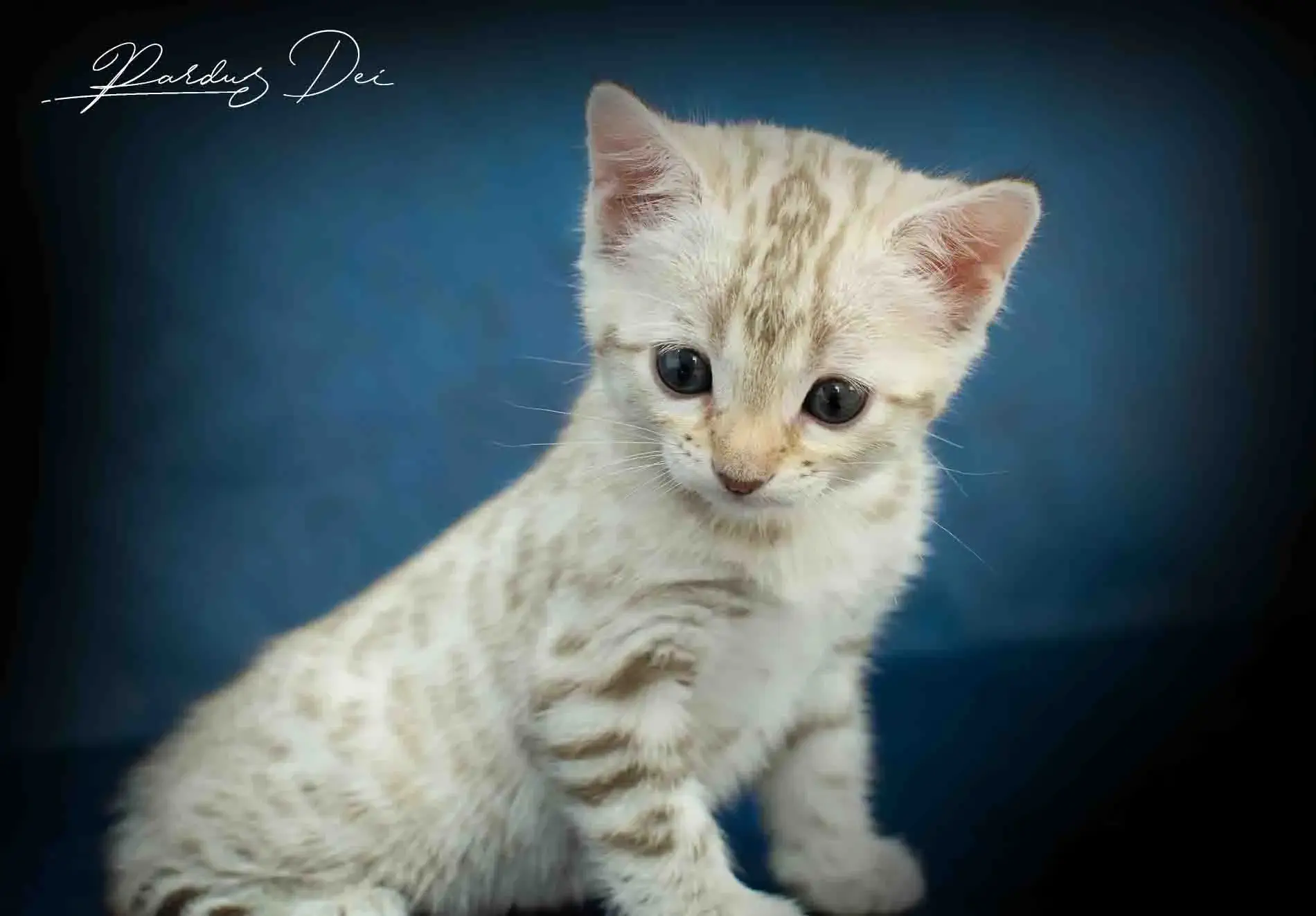chaton bengal
